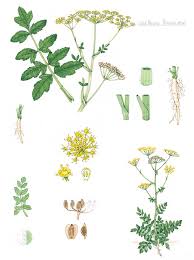 Image result for Pastinaca sativa