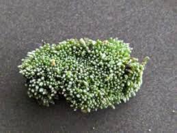 Attēlu rezultāti vaicājumam “Bryum bimum”