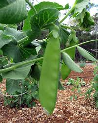 Attēlu rezultāti vaicājumam “Pisum sativum fruit”