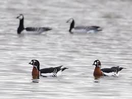 Image result for Branta ruficollis