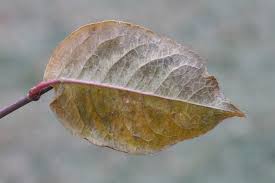 Attēlu rezultāti vaicājumam “Hordelymus europaeus leaf”