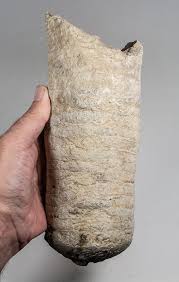 Attēlu rezultāti vaicājumam “Endoceras”