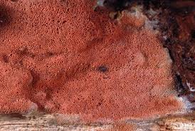 Attēlu rezultāti vaicājumam “Junghuhnia collabens”