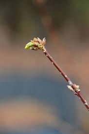 Attēlu rezultāti vaicājumam “Pyrus communis bud”