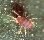 Attēlu rezultāti vaicājumam “Panonychus”