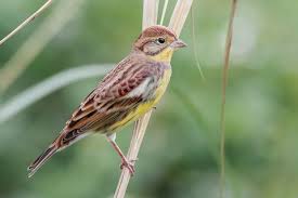 Image result for Emberiza aureola