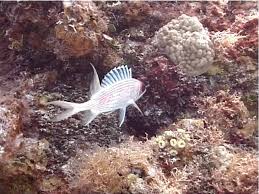 Image result for Holocentrus adscensionis