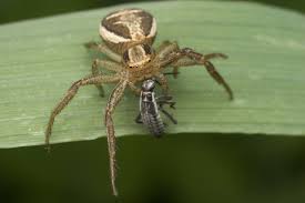 Attēlu rezultāti vaicājumam “Xysticus ulmi”