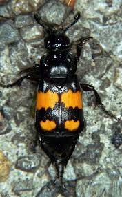 Attēlu rezultāti vaicājumam “Silphidae”