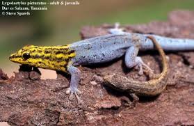 Attēlu rezultāti vaicājumam “Lycogala persicum young”