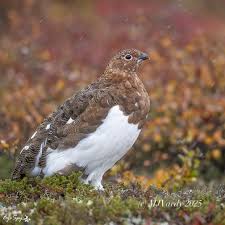 Attēlu rezultāti vaicājumam “Lagopus lagopus male”