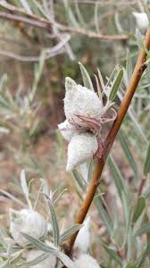 Attēlu rezultāti vaicājumam “Rabdophaga heterobia”