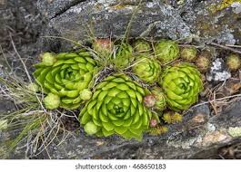 Attēlu rezultāti vaicājumam “Jovibarba globifera leaf”