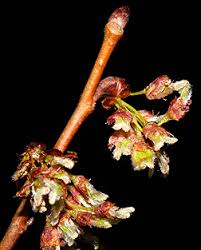 Attēlu rezultāti vaicājumam “Ulmus laevis flower”