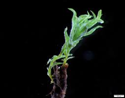 Attēlu rezultāti vaicājumam “Saelania glaucescens”