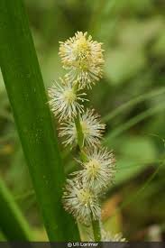 Attēlu rezultāti vaicājumam “Sparganiaceae”