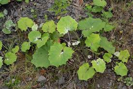 Attēlu rezultāti vaicājumam “Tussilago farfara leaf”