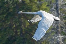 Attēlu rezultāti vaicājumam “Cygnus columbianus adult”