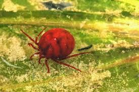 Attēlu rezultāti vaicājumam “Hydrachna”