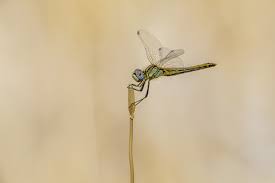 Attēlu rezultāti vaicājumam “Sympetrum”