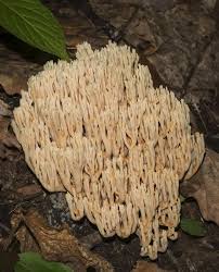 Attēlu rezultāti vaicājumam “Ramaria formosa”