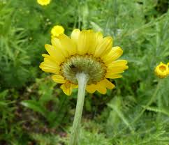 Attēlu rezultāti vaicājumam “Anthemis tinctoria flower”