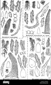 Attēlu rezultāti vaicājumam “Sphagnum platyphyllum”