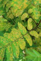 Attēlu rezultāti vaicājumam “Gymnosporangium cornutum”