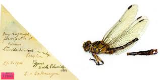 Attēlu rezultāti vaicājumam “Onychogomphus forcipatus”