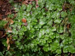 Attēlu rezultāti vaicājumam “Cephalozia connivens”