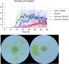 Attēlu rezultāti vaicājumam “Physarum flavicomum stalked”