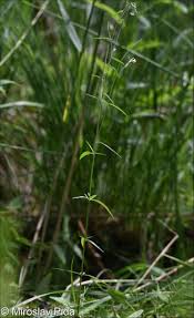 Attēlu rezultāti vaicājumam “Epilobium palustre fruit”