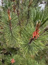 Attēlu rezultāti vaicājumam “Pinus sylvestris fruit”