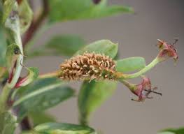 Attēlu rezultāti vaicājumam “Gymnosporangium sp.”