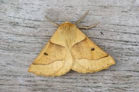 Attēlu rezultāti vaicājumam “Crocallis elinguaria”