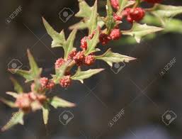 Image result for chenopodium foliosum