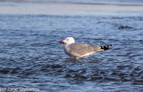 Image result for Larus audouinii