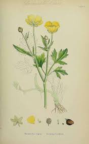 Attēlu rezultāti vaicājumam “Ranunculus cassubicus”