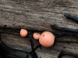 Attēlu rezultāti vaicājumam “Licea chelonoides macro”