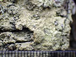 Attēlu rezultāti vaicājumam “Pertusaria flavida”