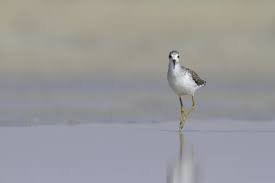 Attēlu rezultāti vaicājumam “Tringa stagnatilis adult”