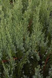 Attēlu rezultāti vaicājumam “Juniperus sabina”