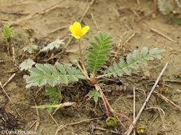 Attēlu rezultāti vaicājumam “Argentina anserina”