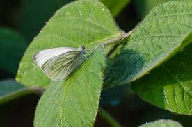 Attēlu rezultāti vaicājumam “Pieris napi”