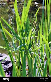 Attēlu rezultāti vaicājumam “Sparganium erectum aggr. leaf”