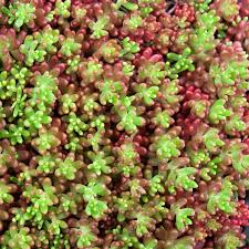 Image result for Sedum album `Coral Carpet`