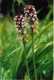 Attēlu rezultāti vaicājumam “Orchis ustulata flower”