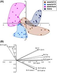 Attēlu rezultāti vaicājumam “Oxyrrhynchium hians var. rigidum macro”