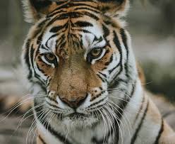 Kuvahaun tulos haulle tigers