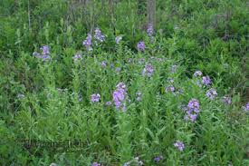 Attēlu rezultāti vaicājumam “Hesperis matronalis leaf”